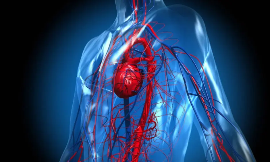 FLOWSZ + Capsules for good Blood Circulation. Skyway Exports